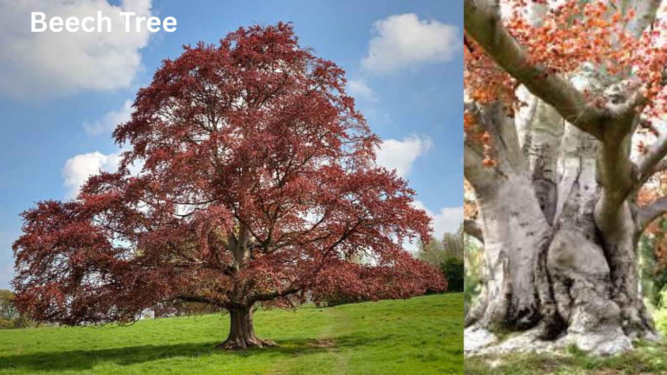 Beech Tree