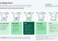 Cat Weight Chart Explained