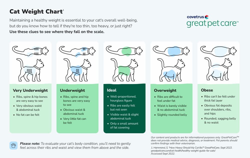 Cat Weight Chart Explained